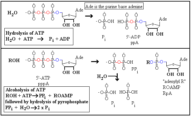 hydrolysis and alcoholysis of ATP
