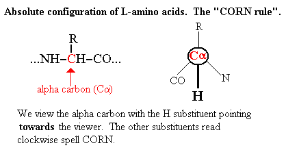 CORN rule for amino acids