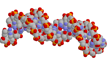 cro DNA operator space-fill