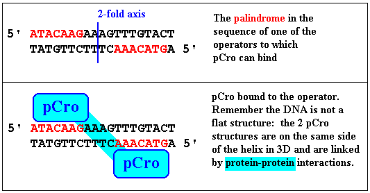 pCro bound to a palindromic operator