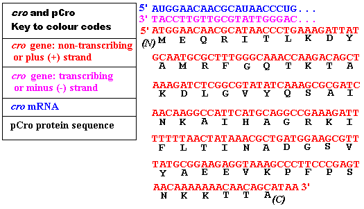 cro gene expression