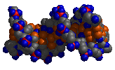 space filling model of DNA