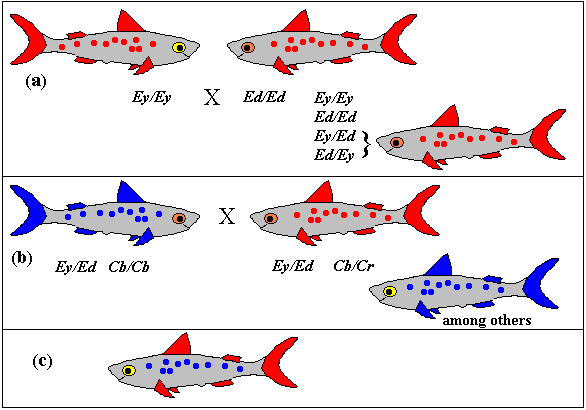 Fins aren't what they used to be