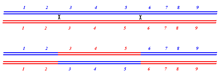 reciprocal recombination