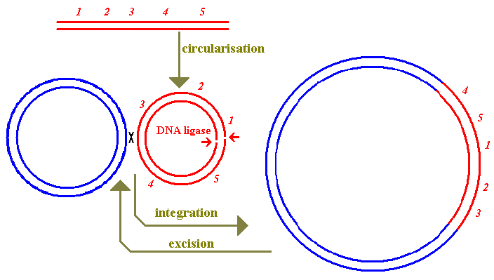 Phage and prophage