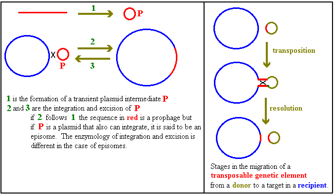 Plasmids, episomes and transposable genetic
elements