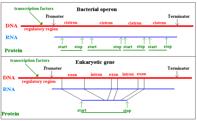 DNA is the stuff that genes are made of