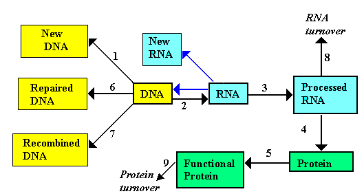 Gene expression