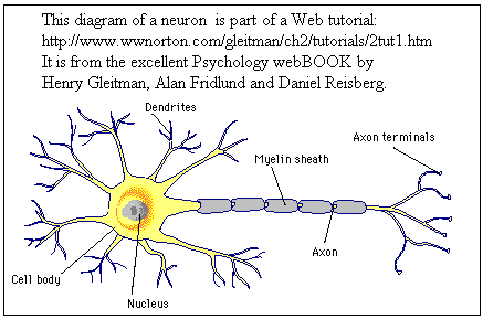neuron