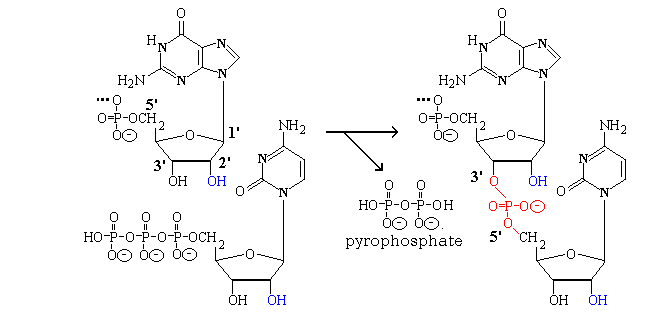 more nucleotides