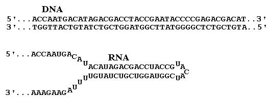 complementary residues: DNA palindrome and RNA stem-and-loop
