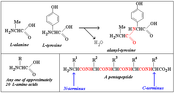 amino acids and peptides