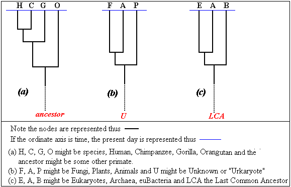 phylogenetic trees