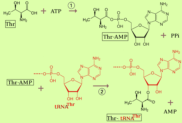 aa-tRNA synthetase