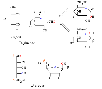 glucose and ribose