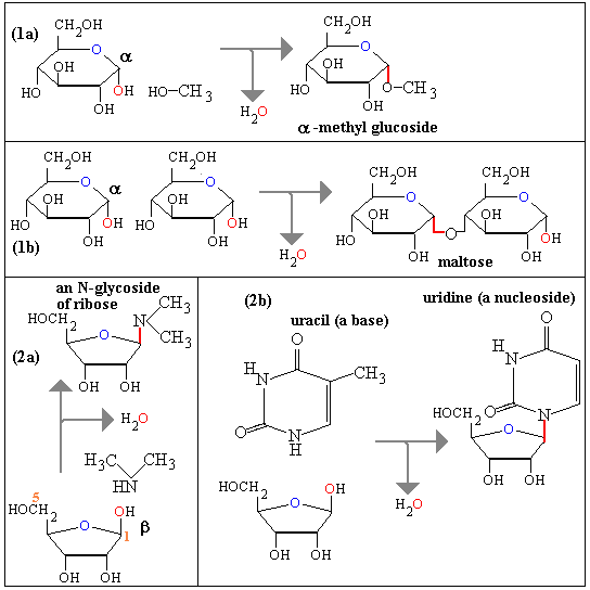 O- and N- glycosides