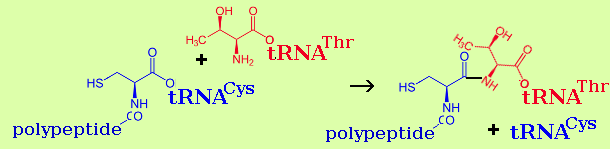peptide bond formation